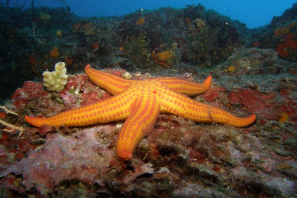 Etoile de mer lisse  Hacelia attenuata